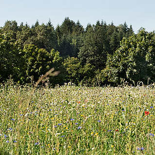 EXTENSIVE CULTIVATION